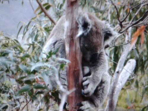 Koala