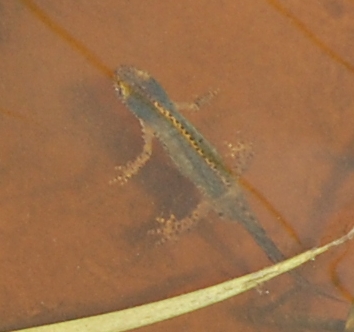 Was wird das mal, wenn es fertig ist?