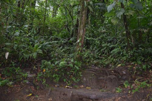 Der Anfang des Dschungels