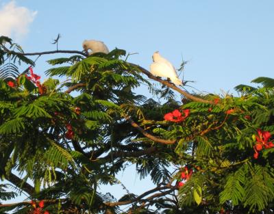 Parrots in Noosa Heads