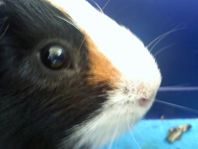 Meerschweinchen, maennlich, zaertlich und zurueckhaltend.