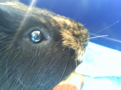 Meerschwein, maennlich, Frauenheld.