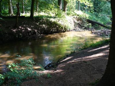 Ein Foto von einem Bach im Wald