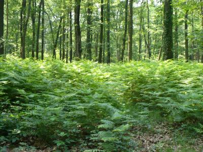 Ein Bild von einem Wald