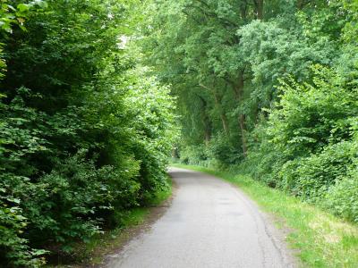 Eine Strasse umgeben von vielen Bäumen