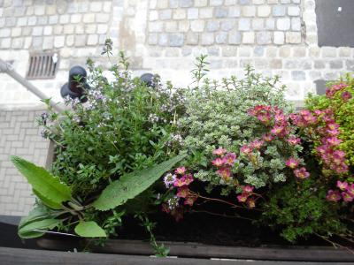 Quer durch meine K&auml;sten: K&ouml;nigskerze, Bohnenkraut, Zitronenthymian...