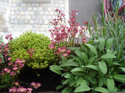 ...Zitronenthymian der zweite, und die kleine rosane...