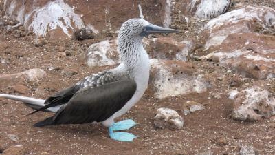 Blue foot boobies Blue foot boobies