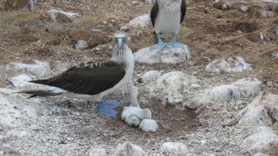 Bluefootboobies Bluefootboobies
