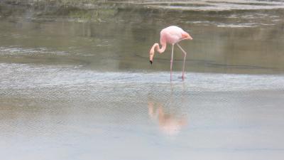 Einziges Flamigo )-: Einziges Flamigo )-: