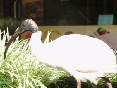 Beewohner von Brisbane Beewohner von Brisbane