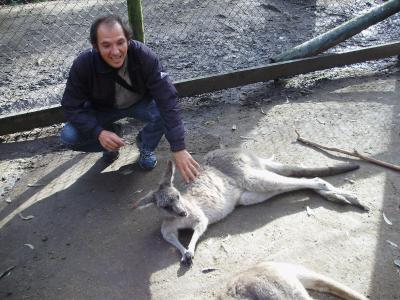 Ich fasziniert von Kängurus Ich fasziniert von Kängurus