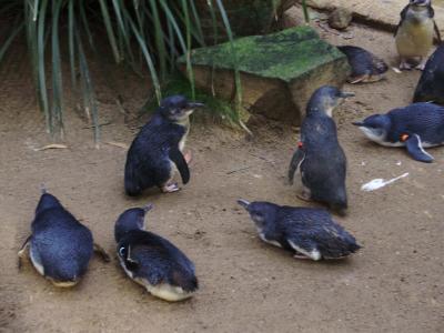 Pinguine Pinguine