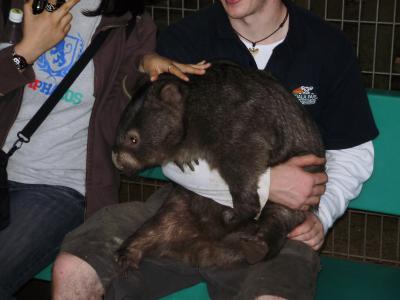 Wombat Wombat