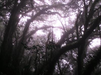 Moos bewachsene Baueme Moos bewachsene Baueme