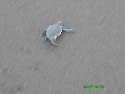 Babyschildkroete Babyschildkroete