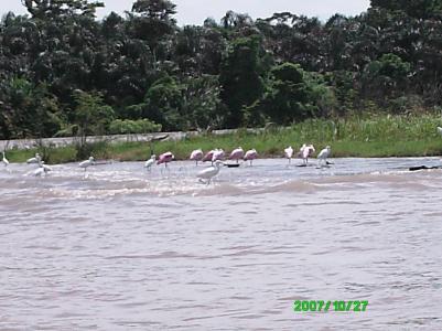 Bootsfahrt auf dem Rio Totuguero nach Cachuita