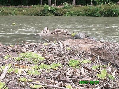 Bootsfahrt mit Krokodilsicht