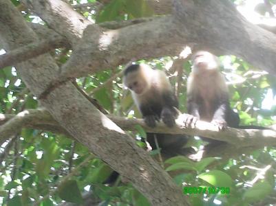 Affen auf Bananenjagd