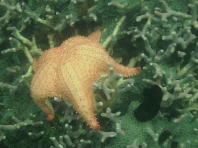 Schnorcheln in Bocas