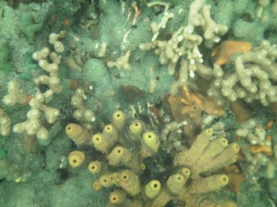 SChnorcheln in Bocas SChnorcheln in Bocas