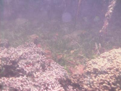 Schnorcheln in Bocas Schnorcheln in Bocas