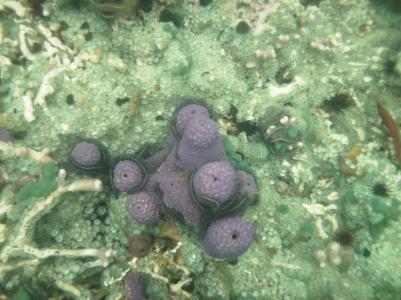 Schnorcheln in Bocas Schnorcheln in Bocas