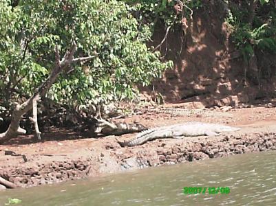 Krokodil im Rio Sierpe Krokodil im Rio Sierpe
