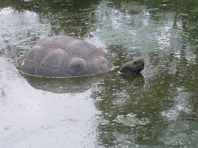 Schildkroetenfarm Schildkroetenfarm