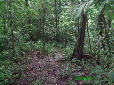 Dschungelpfade in la Sirena Dschungelpfade in la Sirena