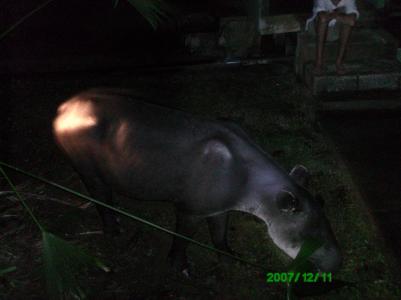 Tapir in Corcovado Tapir in Corcovado