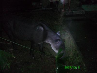Tapir in LA Sirena Tapir in LA Sirena