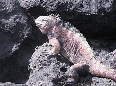 Iguana Iguana