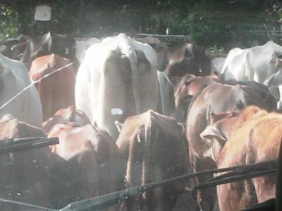 Unterwegs auf Isla Ometepe