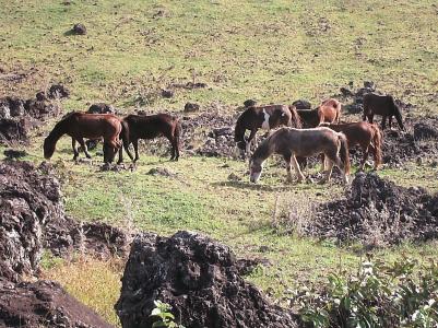 schoene Pferde schoene Pferde