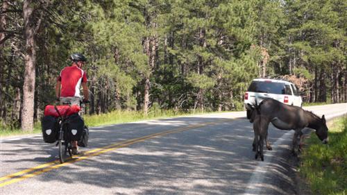 Esel im Custer State Park