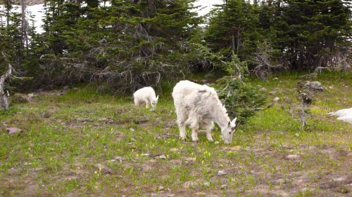 Bergziegen im Glacier National Park