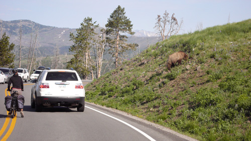 Morgendliches Verkehrschaos, verursacht durch einen Braunbaer.