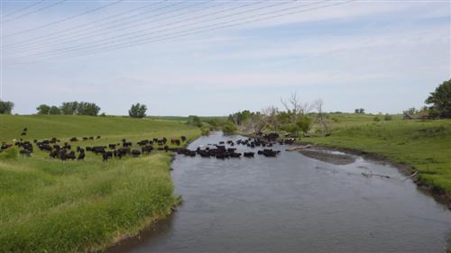 Auch in Iowa gibt es jede Menge Kuehe
