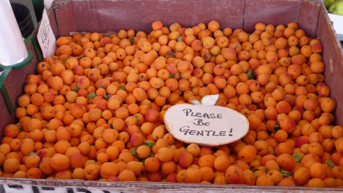 In Osoyoos haben es die Fruechte nicht weit vom Feld zum Verkauf. Die Plantage befand sich auf der anderen Strassenseite.