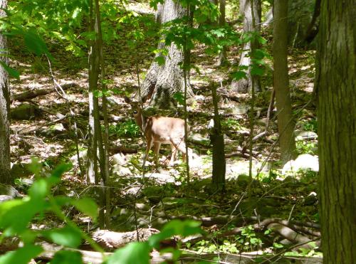 Endlich mal ein lebendes Reh...