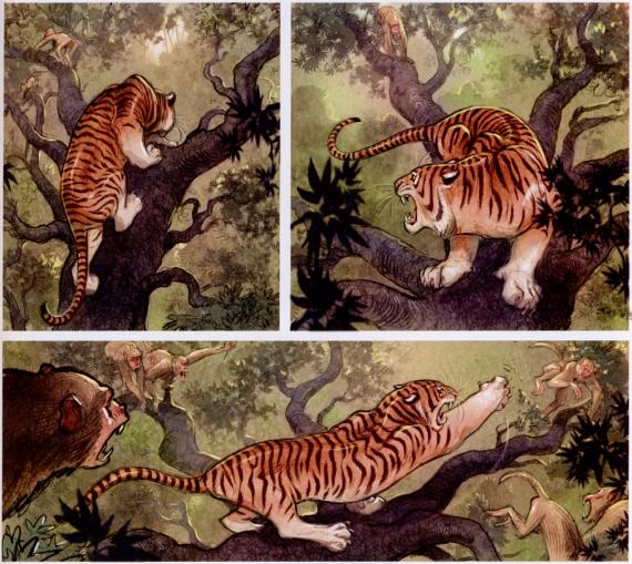 Tiger vs. Affen