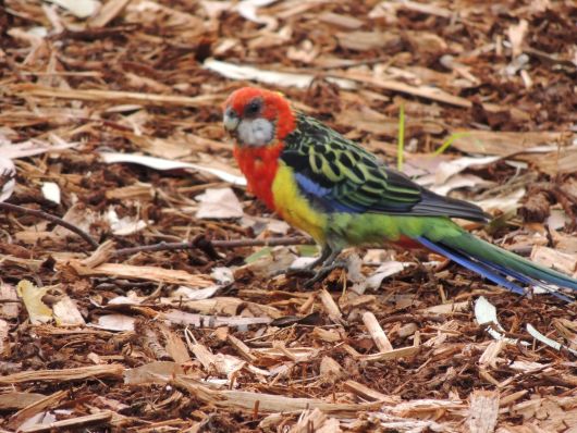 Eastern Rosella