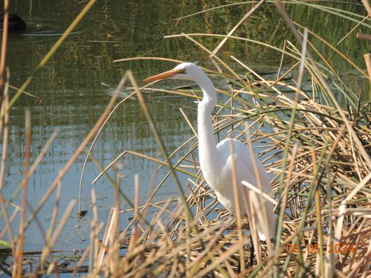 Egret, australian wetland Bird