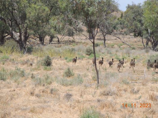 kleine Emus auf der Flucht