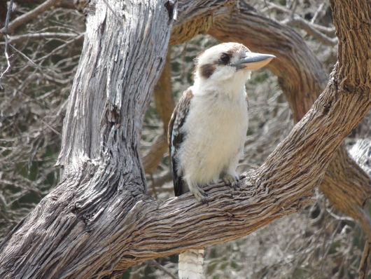 Kookaburra