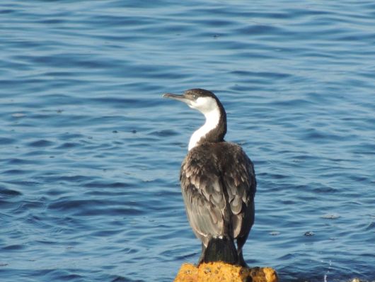 Kormoran