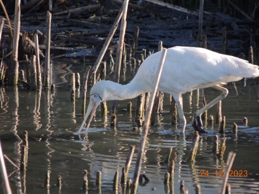 Loeffler bzw Platalea leucorodia