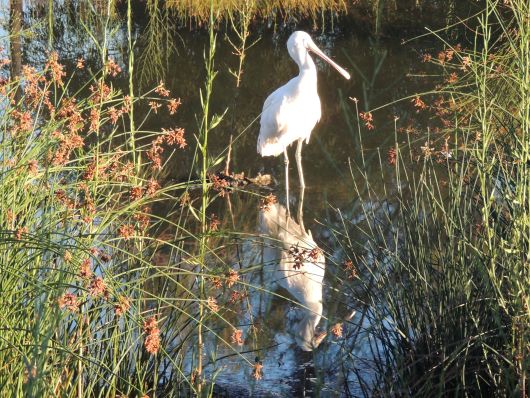 Spunbill oder L&ouml;ffler