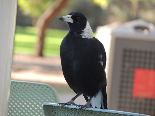 Magpie close to Table